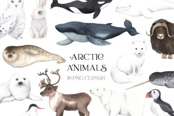 Download Watercolor Arctic Animals Clipart - Animals clipart Collection